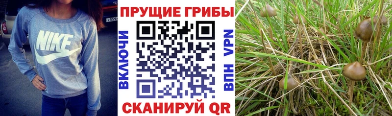 Галлюциногенные грибы Magic Shrooms  Купить где  Коммунар 